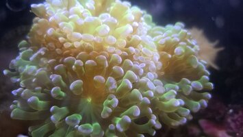Purple tip frogspawn frags